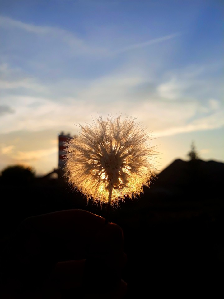 dandelion