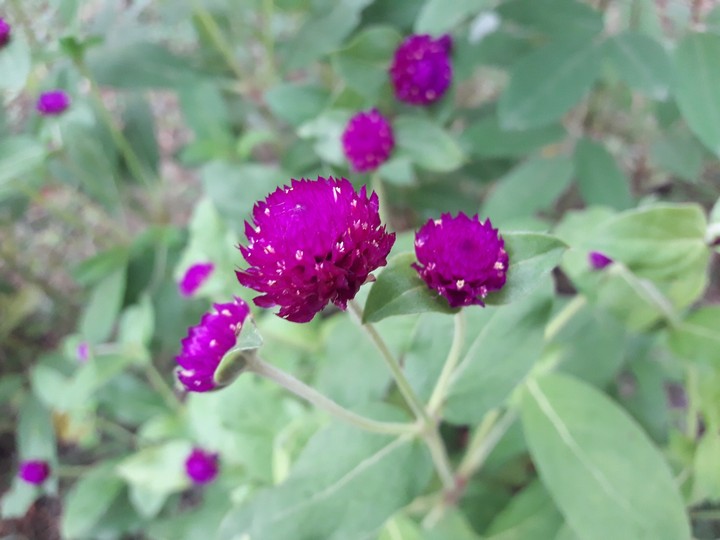 pink flower