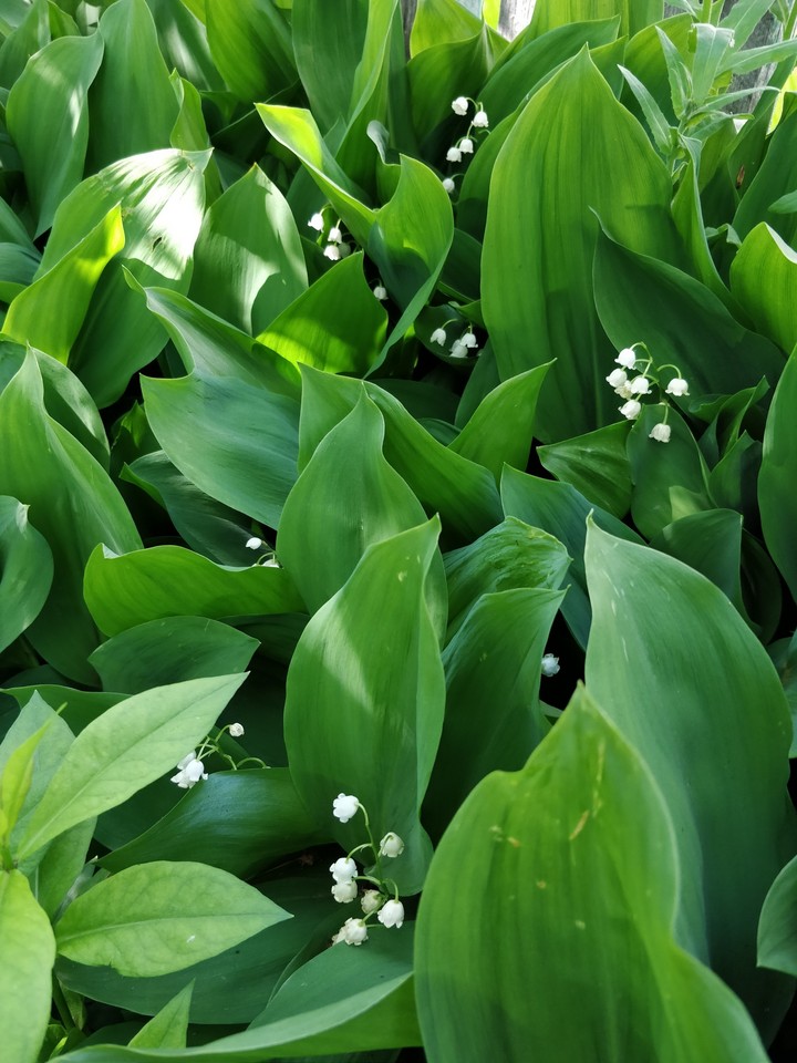 Spring