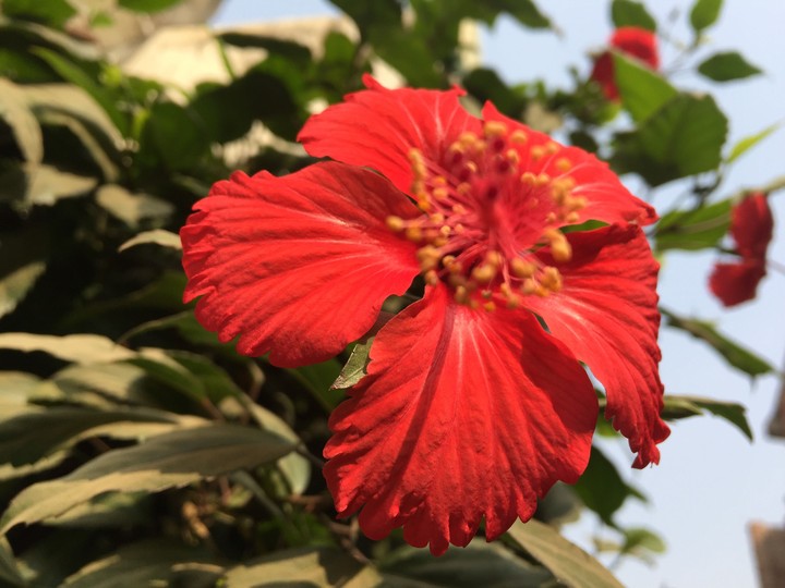 flower....
