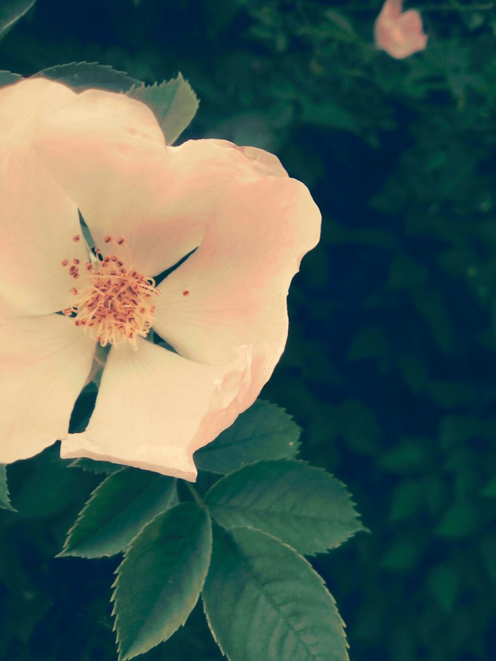 Flower!  