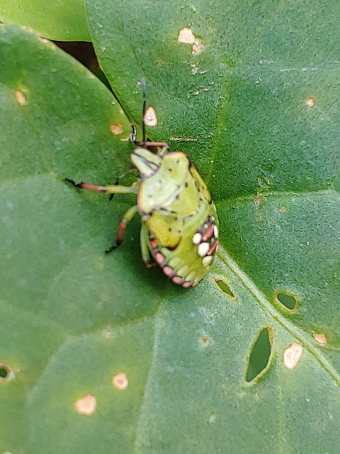 leaf, insect Hintergrundbilder