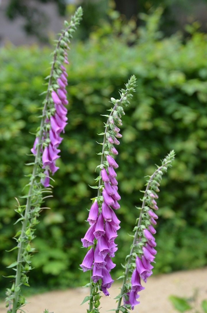 Purple flower