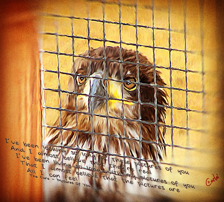 Eagle
