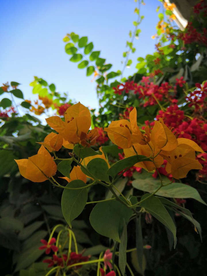 flowers are life