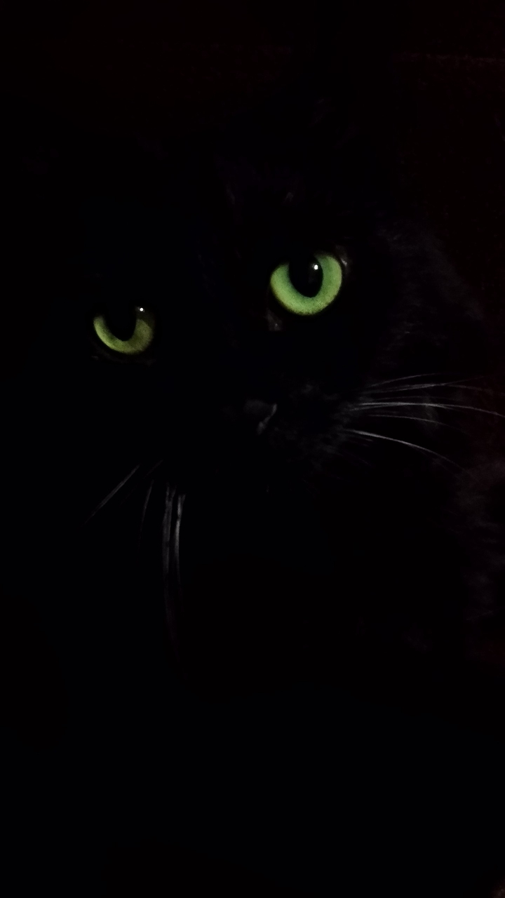 Black cat in the darkness