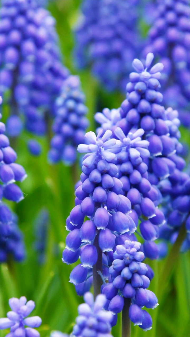 blue flower