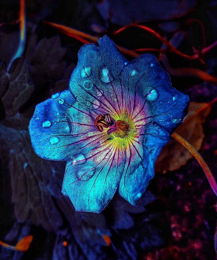 Blue flower