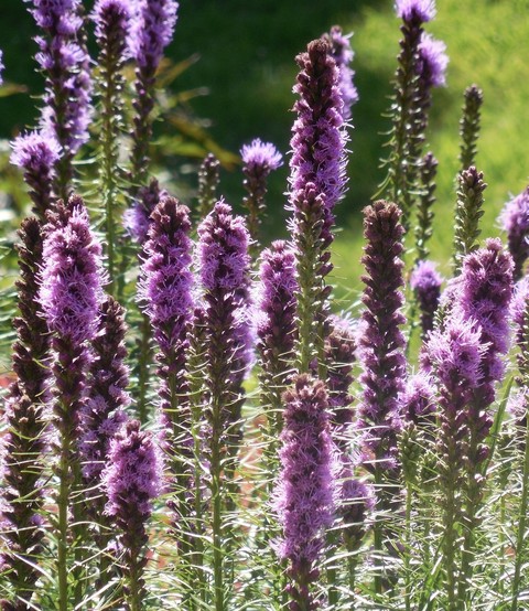 magenta, purple wallpapers