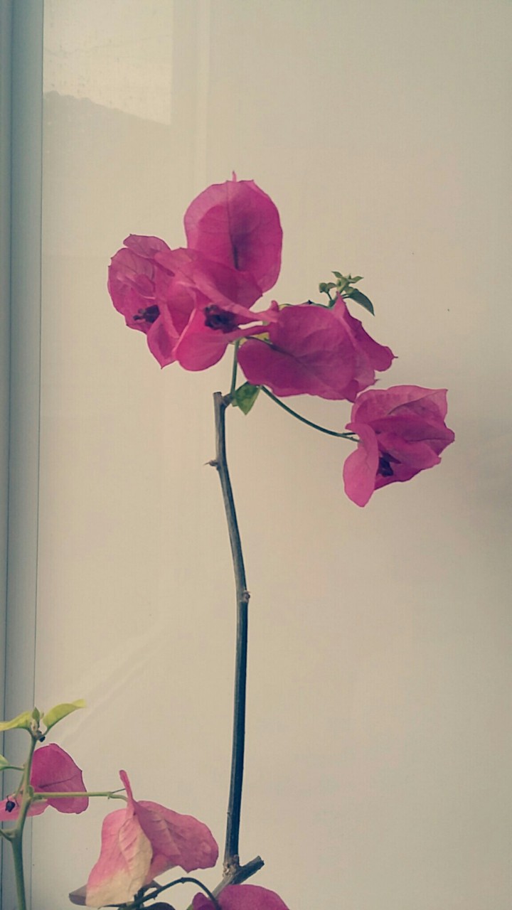 flower