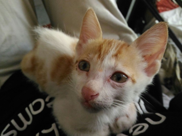 cutiee cat