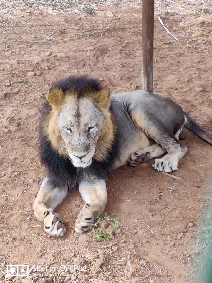 King of the Jungle