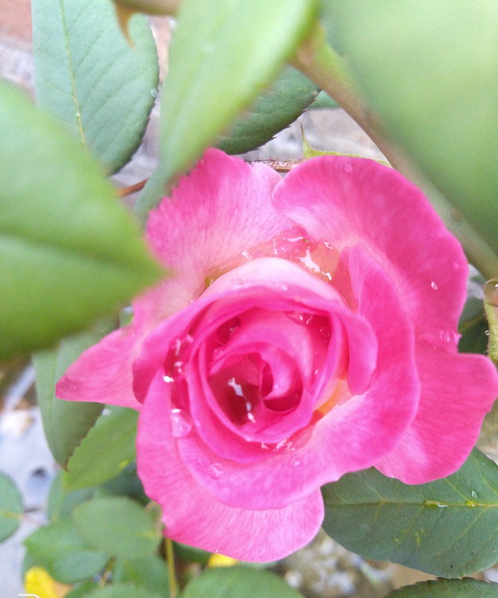 rose?