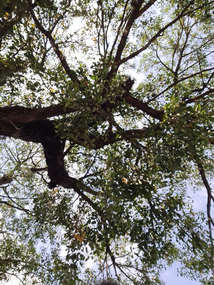 Natureza