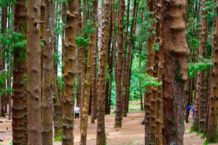 into the woods