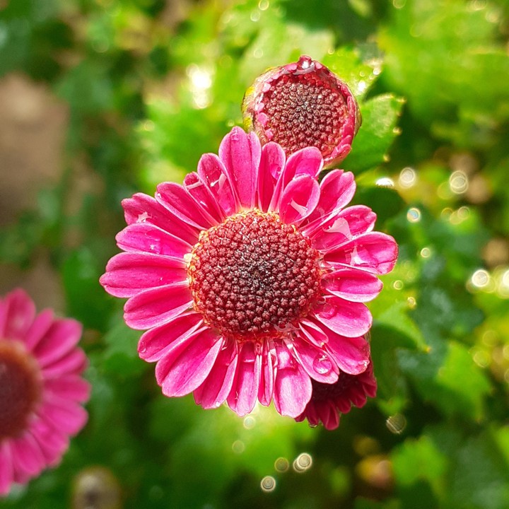 pink