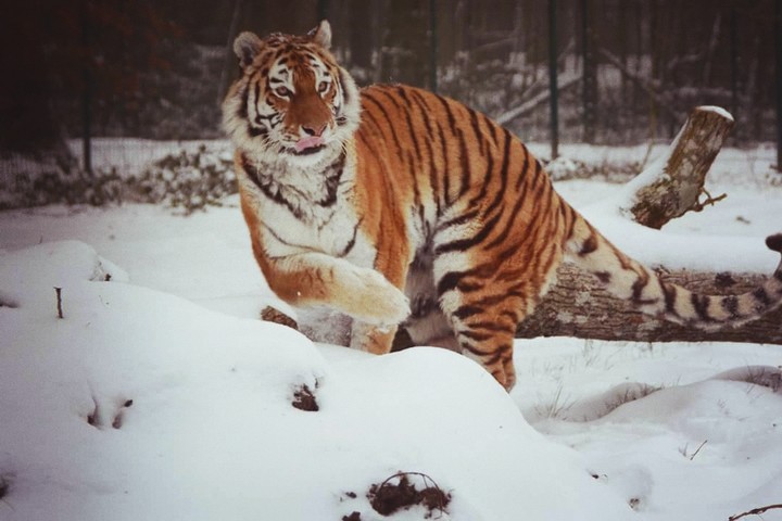 tiger fun