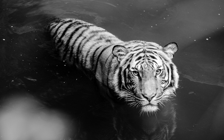 Tiger in Black