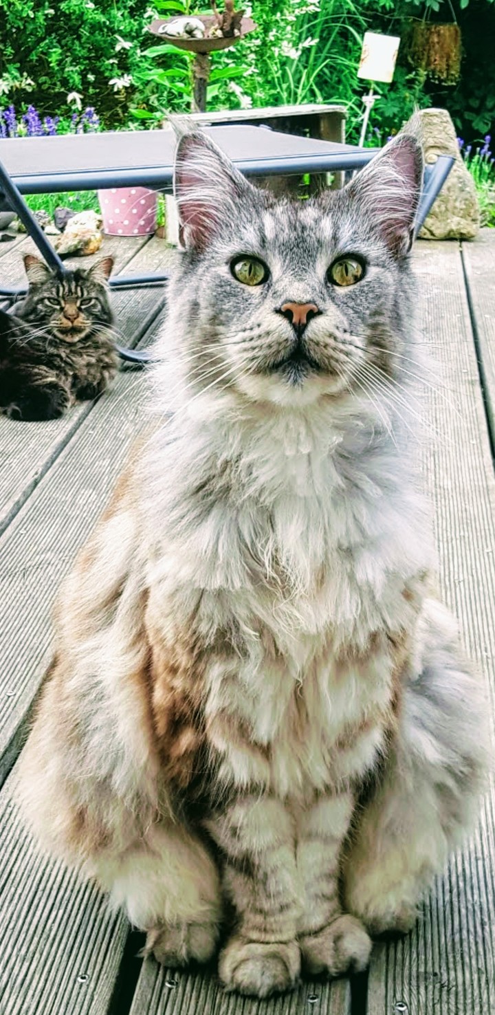 Hungry cat