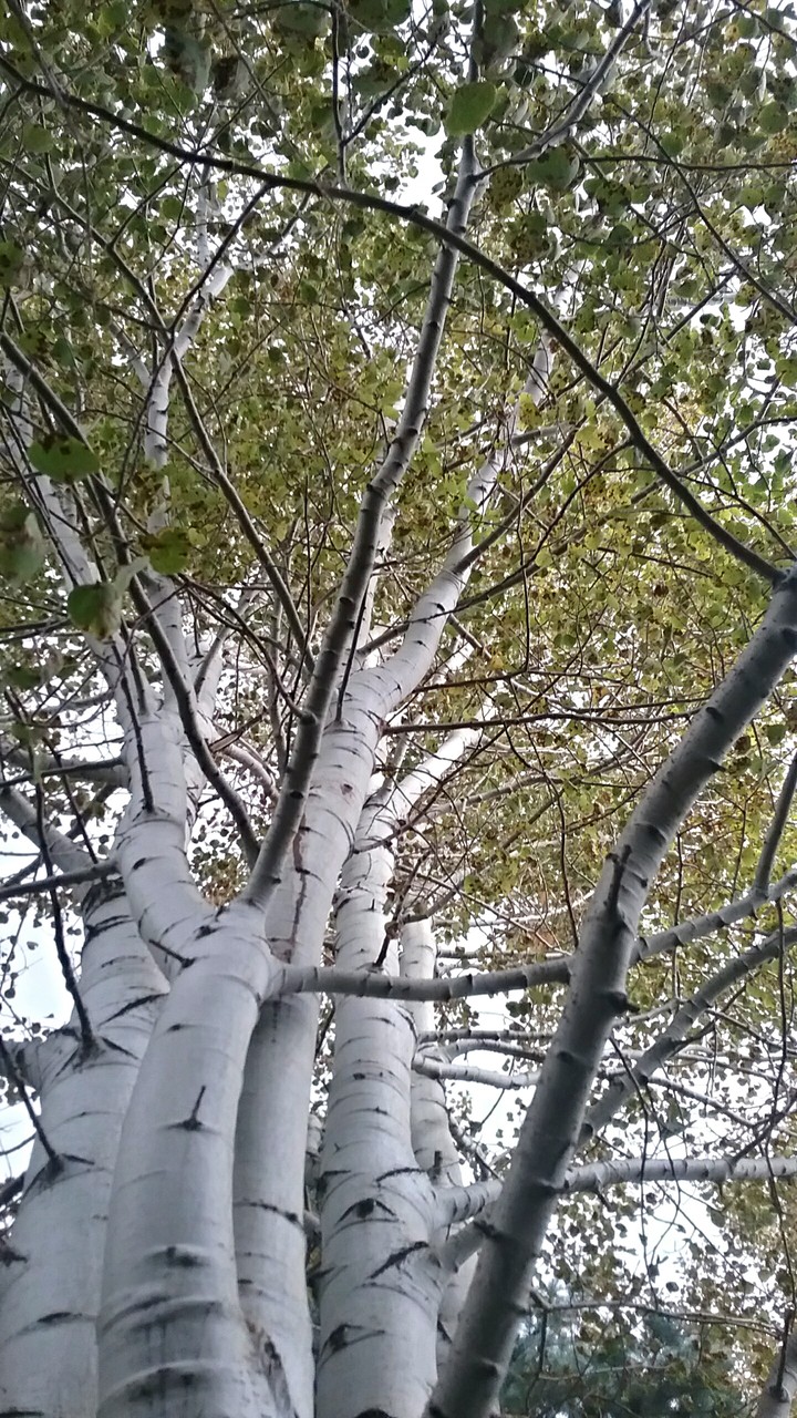 Beautiful trees
