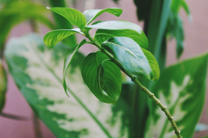 plant