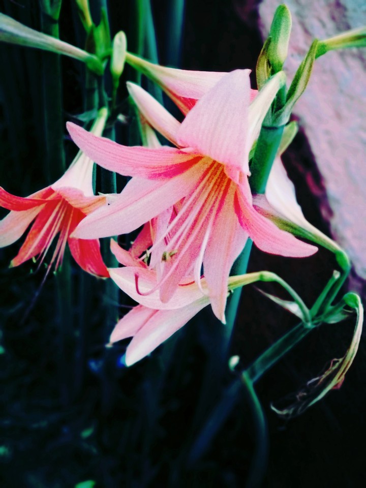 nature
