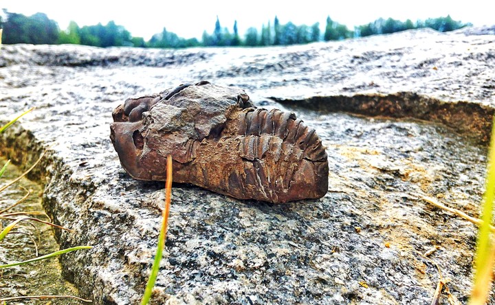 Trilobite