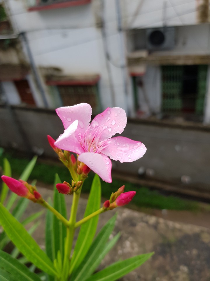 Beautiful flower