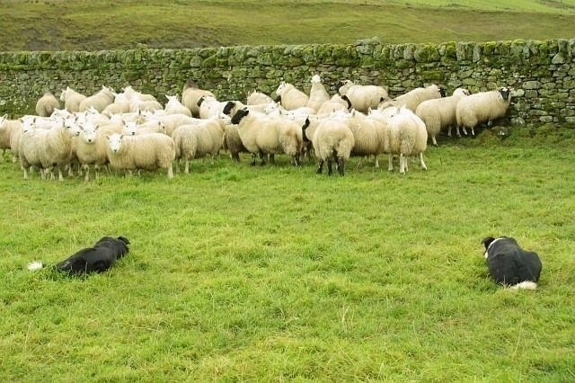 The Border Collie Because There Is No Better Dog