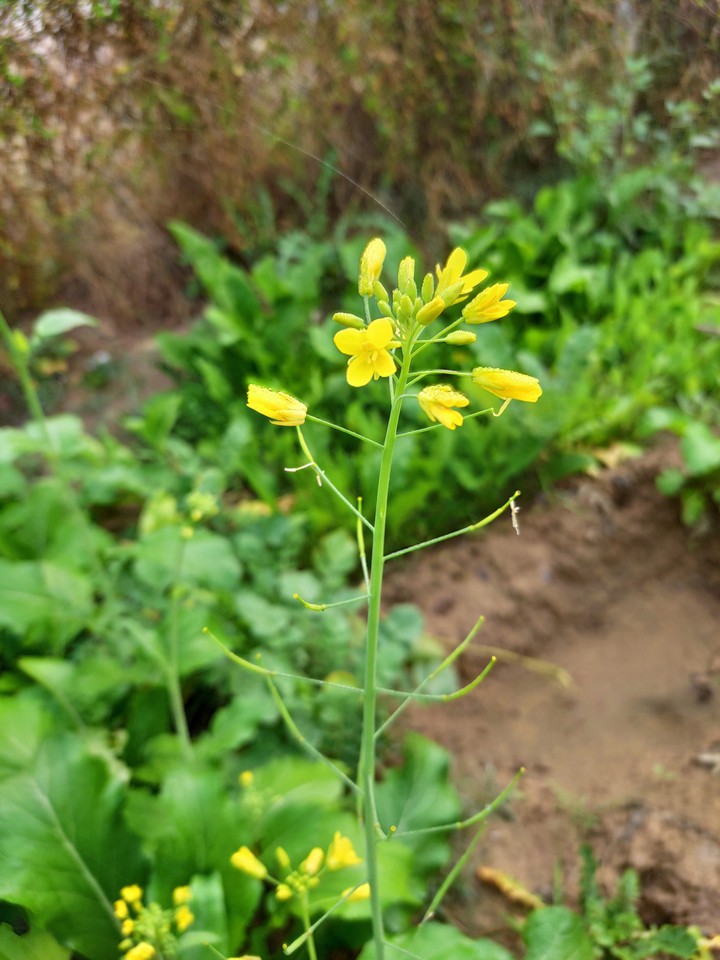 Mustard flower