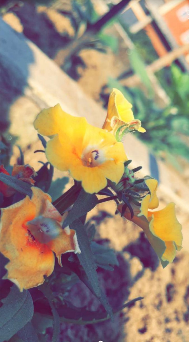 Yellow Flowers