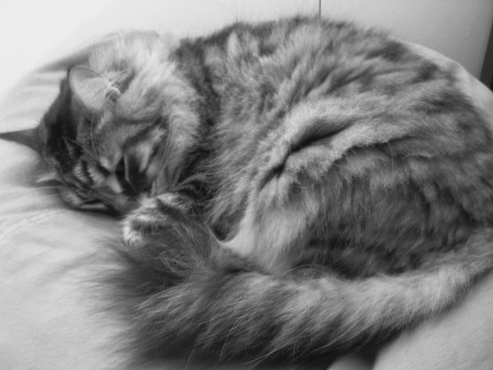 Il mio gatto