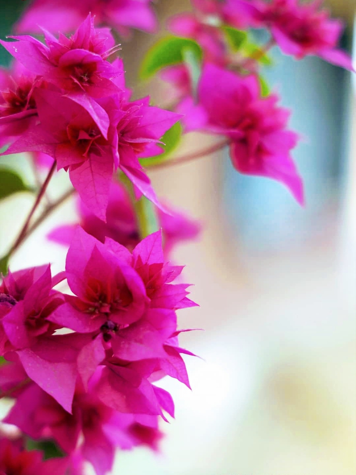 Bougainville