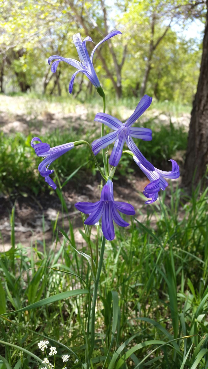 Flowers are always beautiful ☺