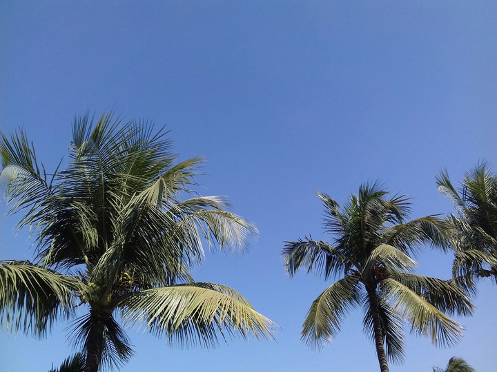blue sky with coconut tree