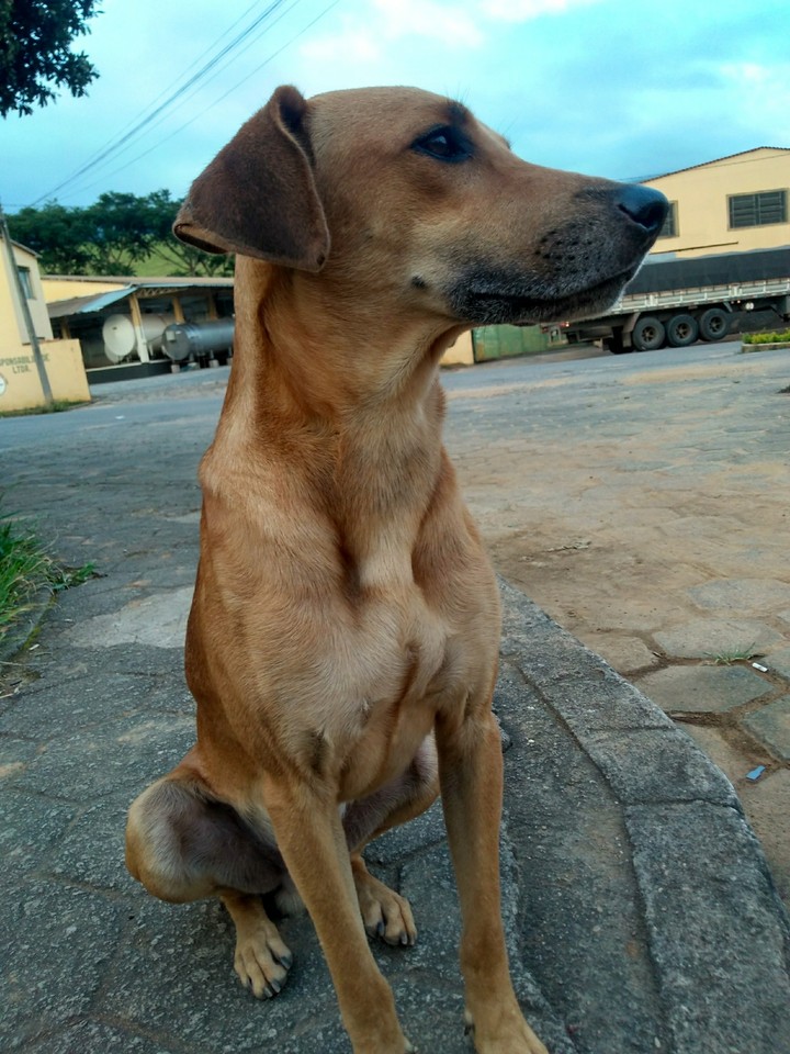 Dog
