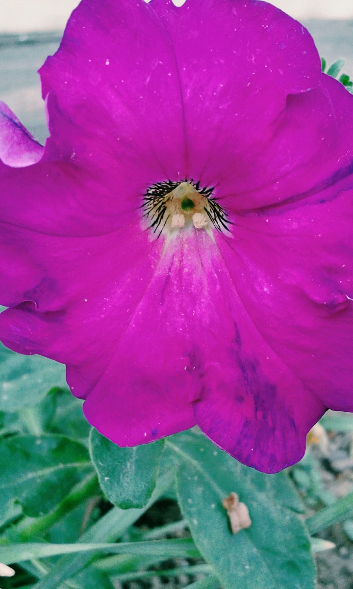 petunia