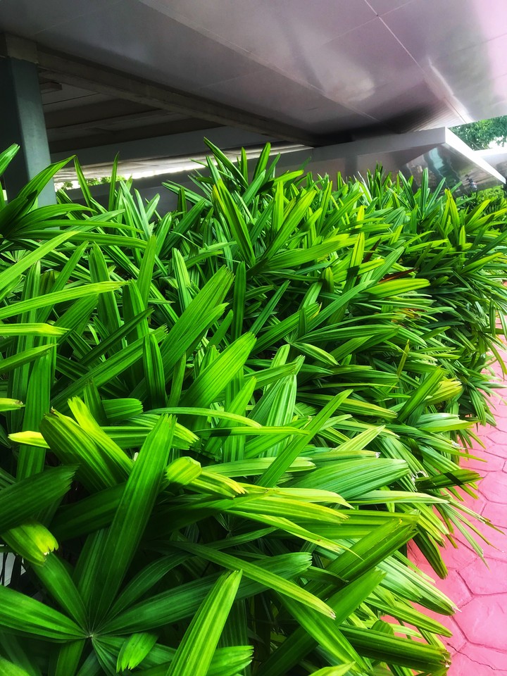 greeny