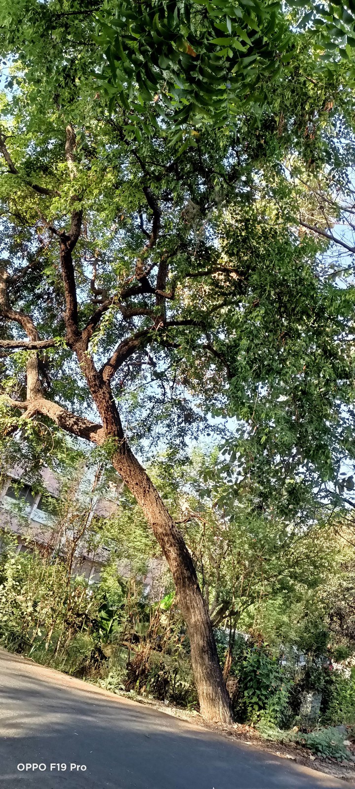tree