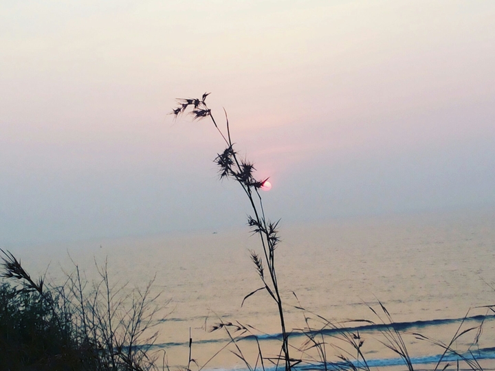 #Sunset #Nature #Sea #grass