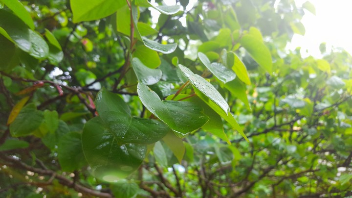 Rain leaves