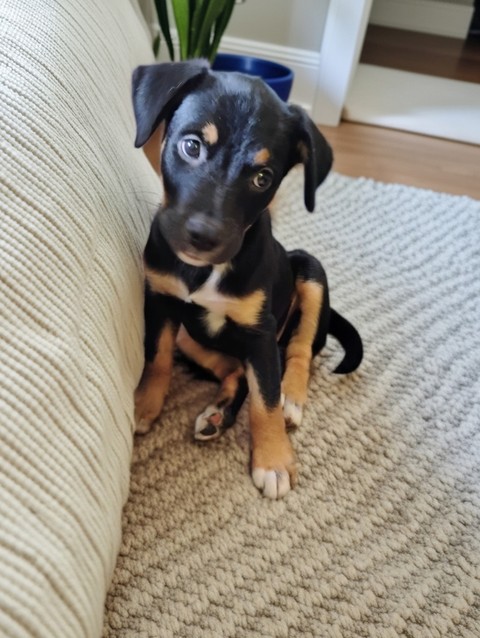 Cute puppy
