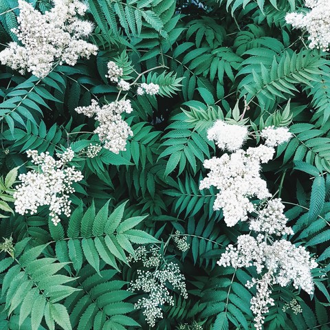 flovers