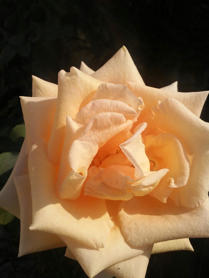 rose