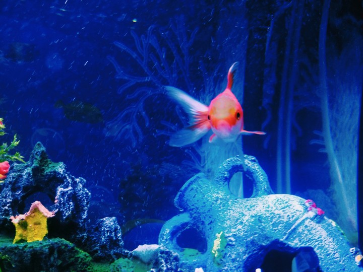goldenfish
