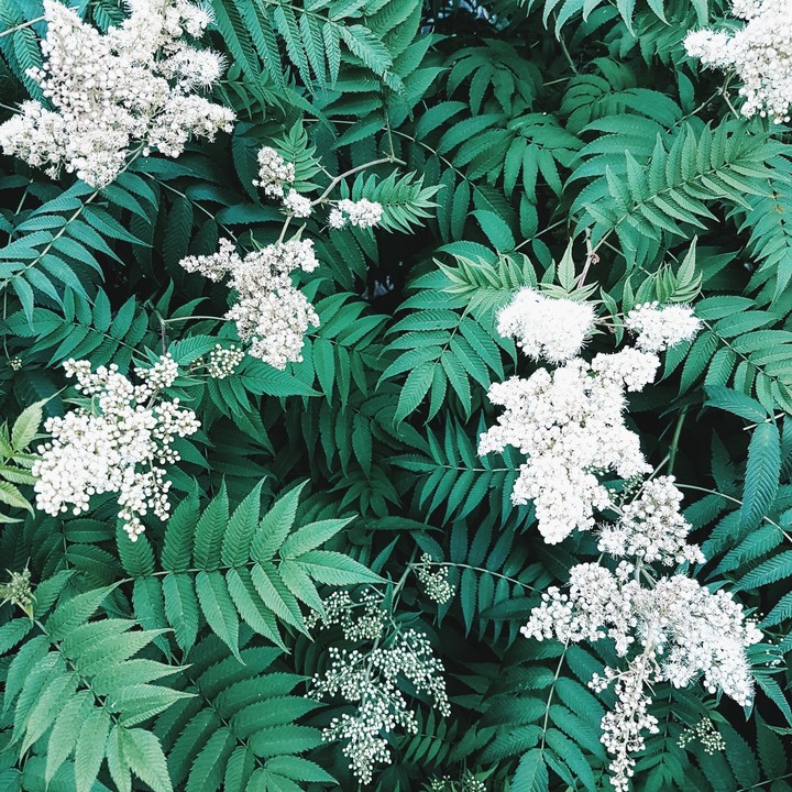 flovers