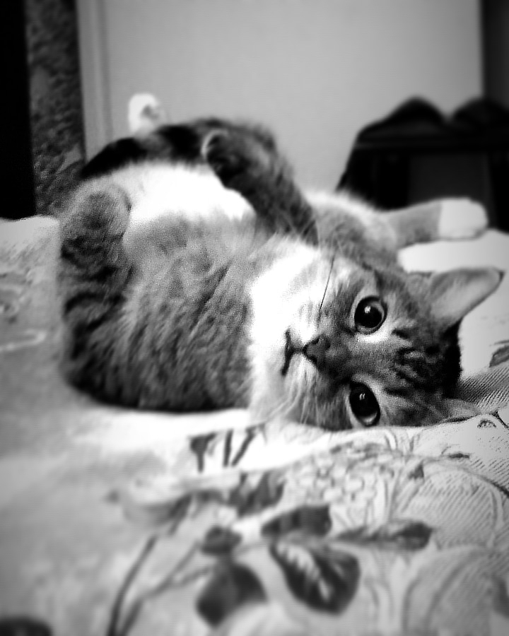 cat