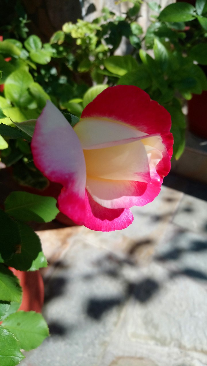 rose red & white