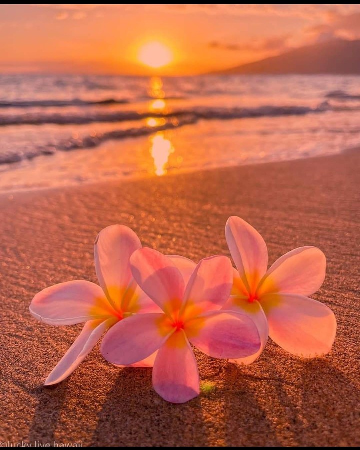 maui island (Hawaii)