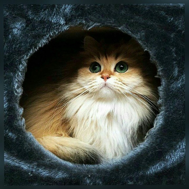 look like a tiger! - by gauri